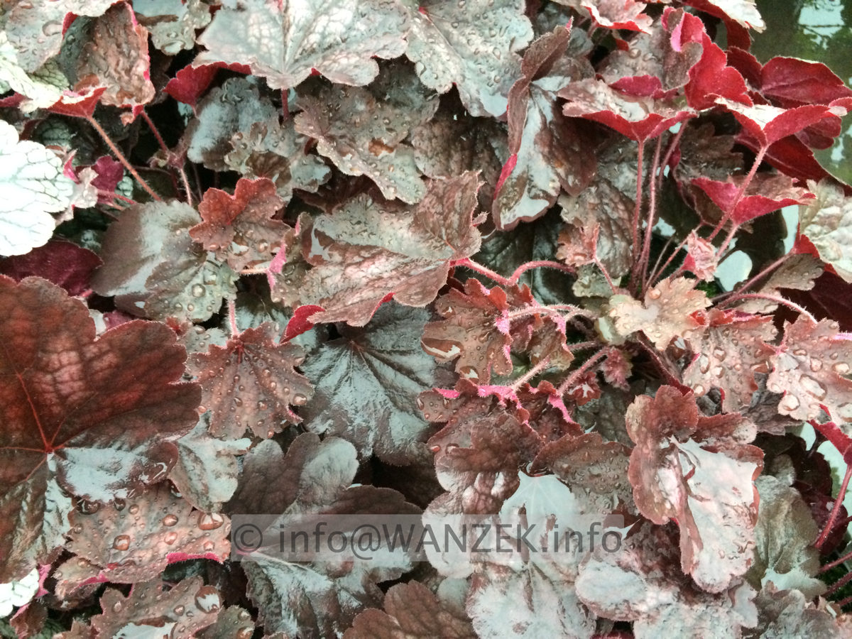 Heuchera Hybride Bella Notte 2.JPG